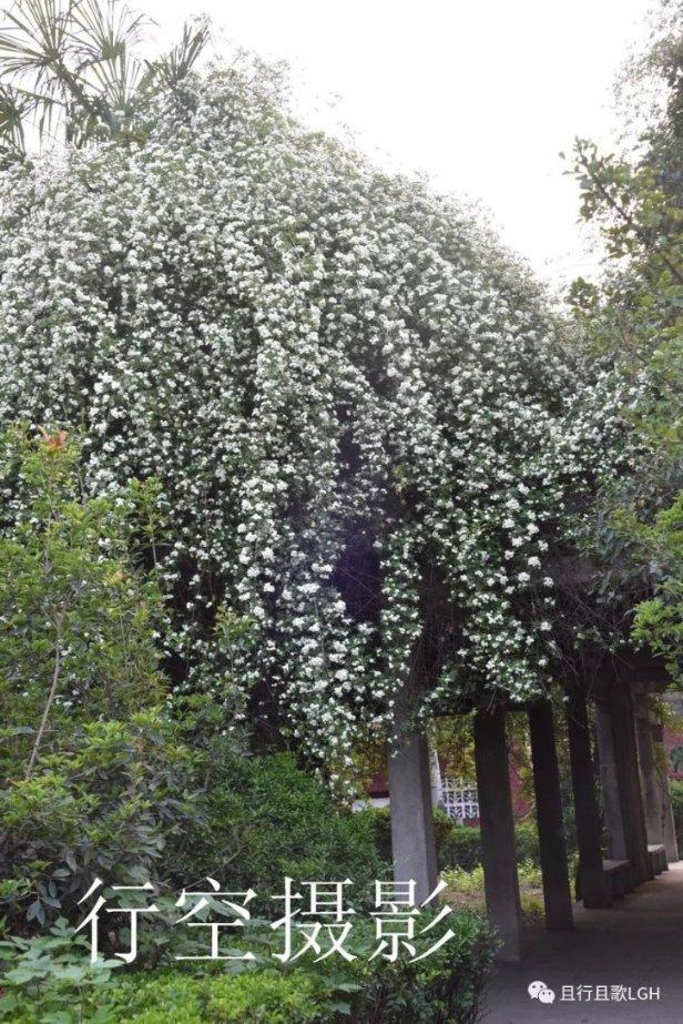 苏州:腊梅相伴小寒来 水墨画里学民俗